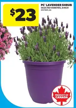 Real Canadian Superstore PC LAVENDER SHRUB, 8 INCH offer