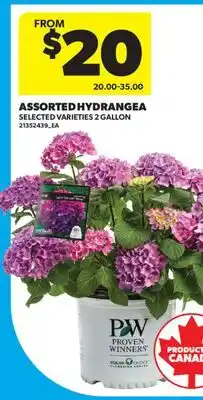 Real Canadian Superstore ASSORTED HYDRANGEA, 2 GALLON offer
