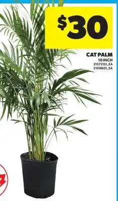 Real Canadian Superstore CAT PALM, 10 INCH offer
