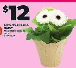 Loblaws 6 INCH GERBERA DAISY offer
