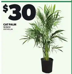 Loblaws CAT PALM, 10 INCH offer