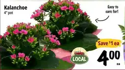 Farm Boy Kalanchoe offer