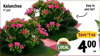 Farm Boy Kalanchoe offer