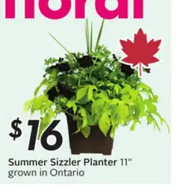 Sobeys Summer Sizzler Planter offer