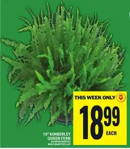 Food Basics 10 KIMBERLEY QUEEN FERN offer