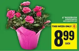 Food Basics 6 ROSEBUSH offer