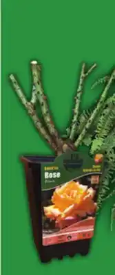 Food Basics 10 BOSTON FERN HANGING BASKET OR ASSORTED TEA ROSES offer