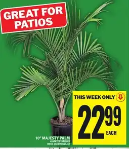 Food Basics 10 MAJESTY PALM offer