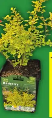 Food Basics ASSORTED SHRUBS offer