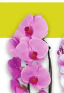 Metro COLOURED WATERFALL ORCHID offer