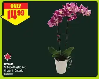 FreshCo Orchids 5 Deco Plastic Pot Grown in Ontario offer