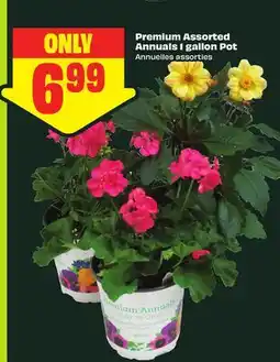 FreshCo Premium Assorted Annuals 1 gallon Pot offer