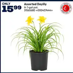 RONA Assorted Daylily offer