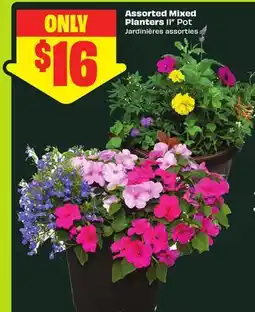 FreshCo Assorted Mixed Planters 11 Pot offer