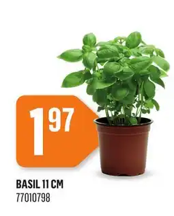 Canac BASIL 11 CM offer