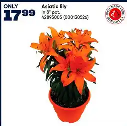 RONA Arctic King offer