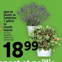 Super C plant de bleuets ou framboises 2 gallons ou lavande buisson offer
