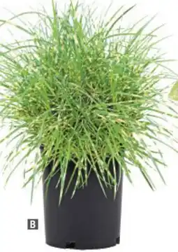 Home Depot Ornamental grass offer