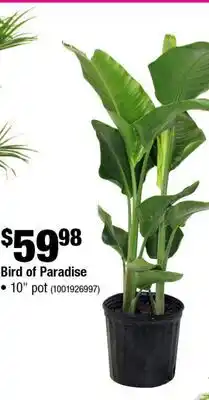 Home Depot Bird of paradise 10 pot offer