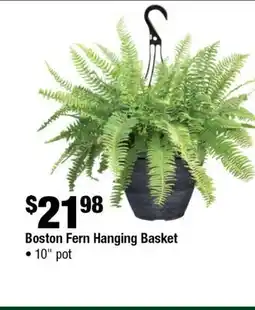 Home Depot Boston fern hanging basket 10 pot offer