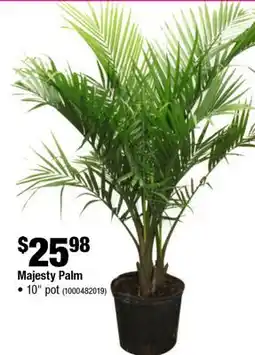 Home Depot Majesty palm 10 pot offer