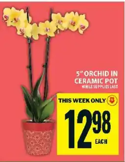 Food Basics 5 Orchid in Ceramic Pot offer
