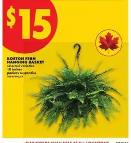 No Frills BOSTON FERN HANGING BASKET offer