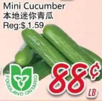 Foody Mart Mini Cucumber offer