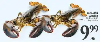 Al Premium Food Mart CANADIAN LOBSTER offer