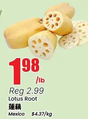 Terra Foodmart Lotus Root offer