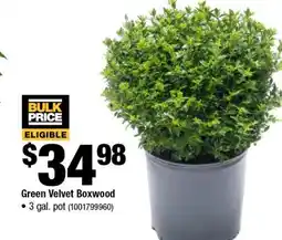 Home Depot Green velvet boxwood 3 gal pot offer