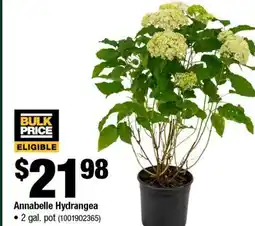 Home Depot Annabelle hydrangea 2 gal pot offer