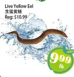 Food Depot Supermarket Live Yellow Eel offer