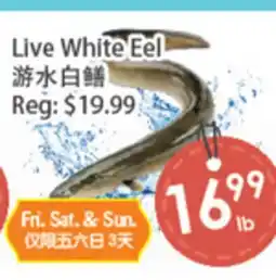 Fresh Palace Supermarket Live White Eel offer