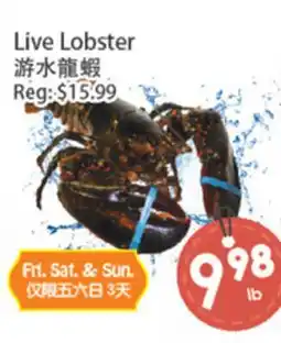 Fresh Palace Supermarket Live Lobster offer
