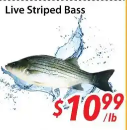 Bestco Food Mart Live Striped Bass offer