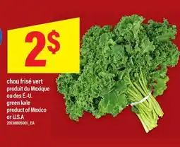 Maxi CHOU FRISÉ VERT | GREEN KALE offer