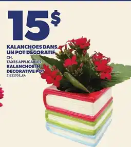 Provigo KALANCHOES DANS UN POT DÉCORATIF | KALANCHOE IN DECORATIVE POT offer
