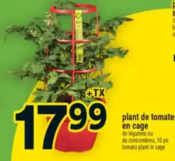 Super C plant de tomates en cage | tomato plant in cage offer