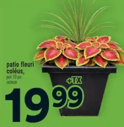 Super C patio fleuri coléus | pot 10 po coleus offer