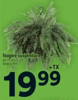 Super C fougère suspendue | hanging fern offer