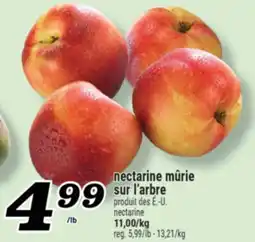Marché Richelieu NECTARINE MÛRIE SUR L'ARBRE | NECTARINE offer