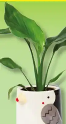 IGA PLANT, THANK YOU TEACHER OR BRAVO PLANT OR FLOWER POT offer
