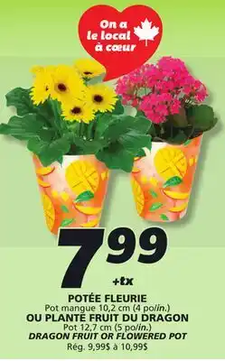 IGA DRAGON FRUIT OR FLOWERED POT offer