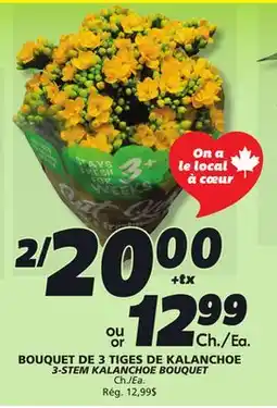 IGA 3-STEM KALANCHOE BOUQUET offer