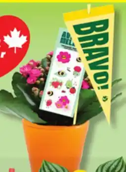 IGA FLOWER POT offer