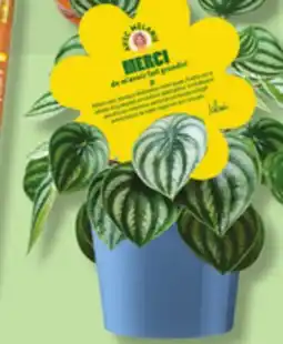IGA AVEC MÉLANIE THANK YOU TEACHER OR BRAVO PLANT offer