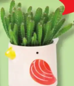 IGA PLANT offer