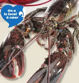 IGA LIVE LOBSTER offer