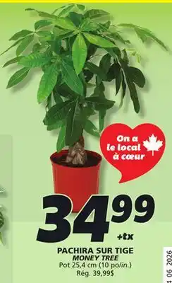 IGA MONEY TREE offer